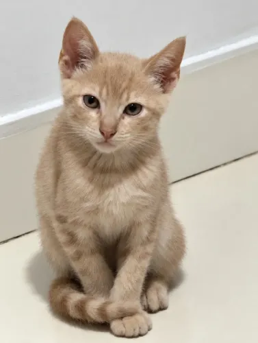 Doa se gatos ( leia )