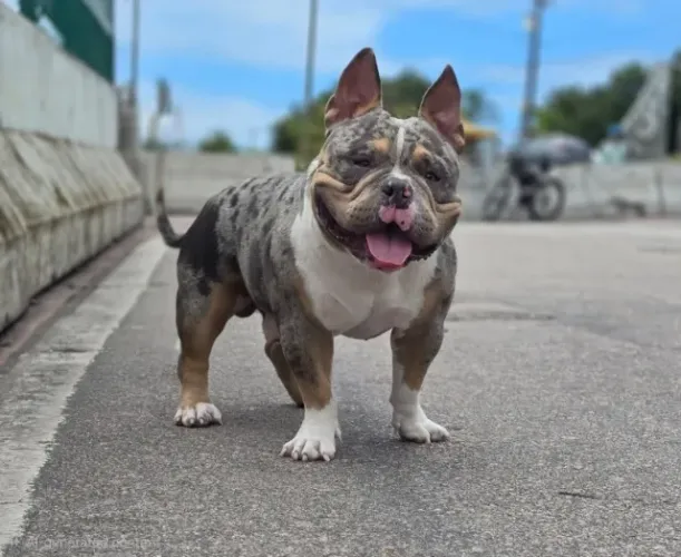 Cobertura American Bully - macho disponível
