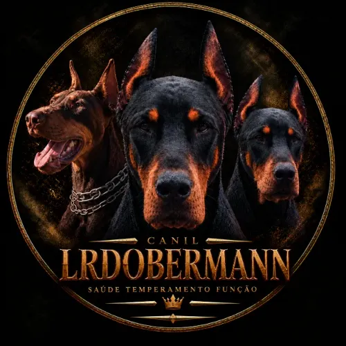 Dobermann de trabalho (Reserva)