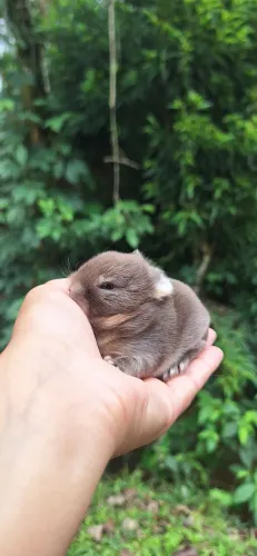 Mini coelho Netherland Dwarf 