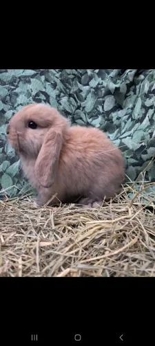 Coelho mini lop uruguai (NAO respondo chat chama WhatsApp)