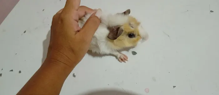 Porquinho da índia 