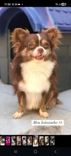 Chihuahua pelo longo procura namorada