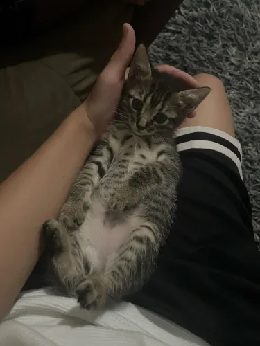 Doação responsável de gatos