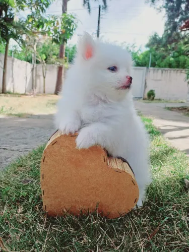 Filhote de Lulu da pomerania fêmea branca pedigree