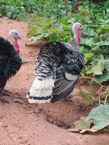Peru macho adulto 