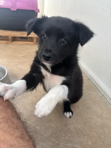 Filhote de Border collie fêmea 