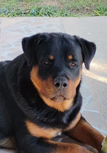 Rottweiler para cobertura 