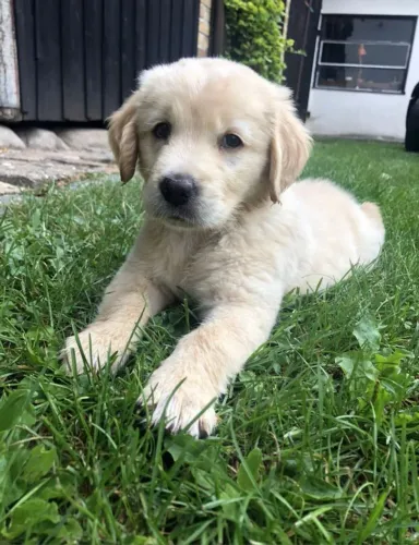 Golden Um cachorro pra dividir sua rotina