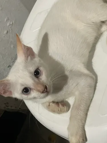 Doação de gatos