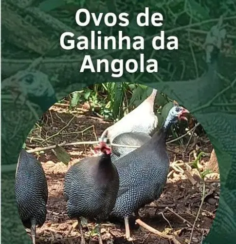 Vende-se Galinha d'Angola