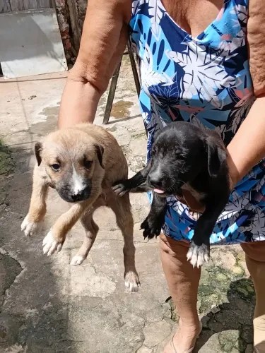 Cachorro pra doação