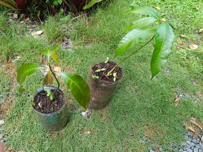 Pé de Manga e de Acerola  Mudinhas 