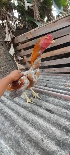 Galo carioca
