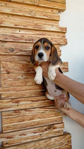 Lindos filhotes de beagles