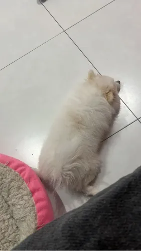 lulu da pomerania (spitz alemão)