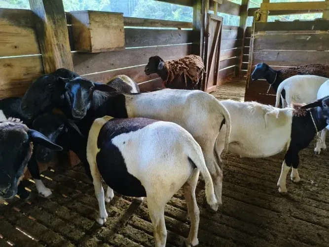 Vendo carneiro