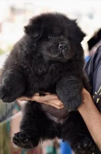 CHOWCHOW ALL BLACK AMERICANO