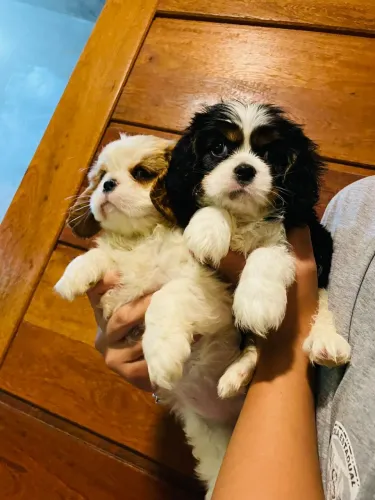 Cavalier filhotes entrego embarco