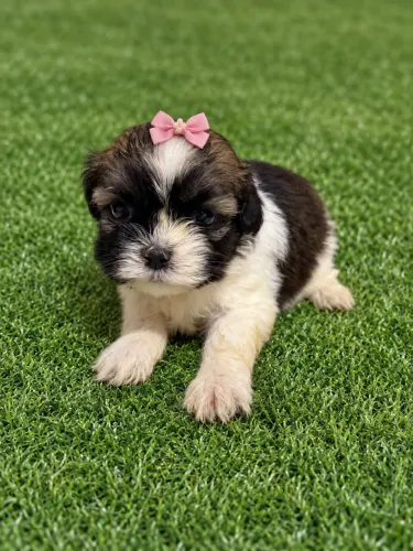 Linda fêmea de lhasa Apso vermifugada