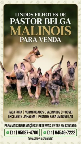 Filhotes de Pastor Belga Malinois