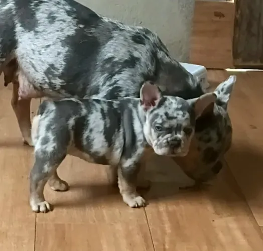 Bulldog francês