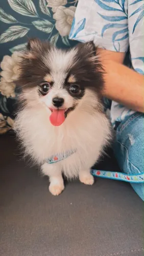 Spitz alemão fêmea
