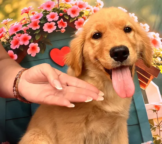 Golden retriever lindos pronta entrega entrego hoje 
