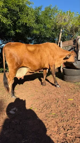 Vaca leiteira mojando