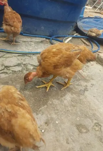 Vendo frangos 