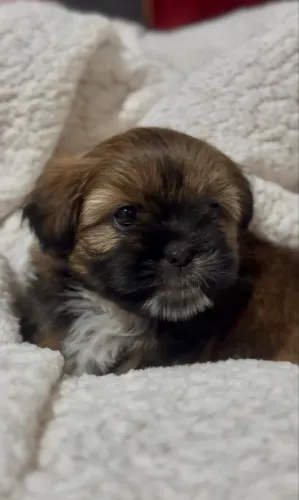FILHOTE SHIH TZU FÊMEA