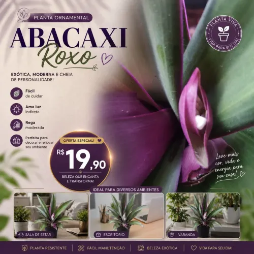 Planta abacaxi roxo