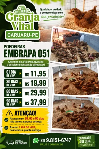 Poedeiras Embrapa 051