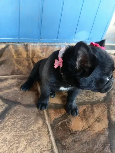 Filhote Bulldog francês fluffy fêmea 