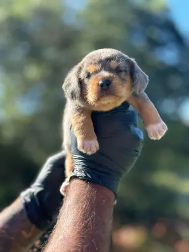 Daschund Kaninchen para reserva!Venha aderir o seu pet conosco