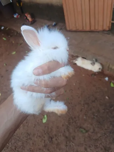 Vendo coelhos