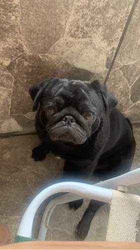 Pug macho black somente para coberto