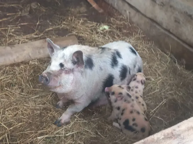 Mini Pig