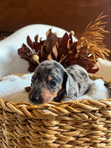 Filhotinhos de basset dachshund 
