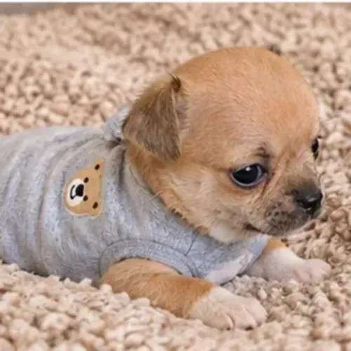Chihuahua machinho mini pelo curto