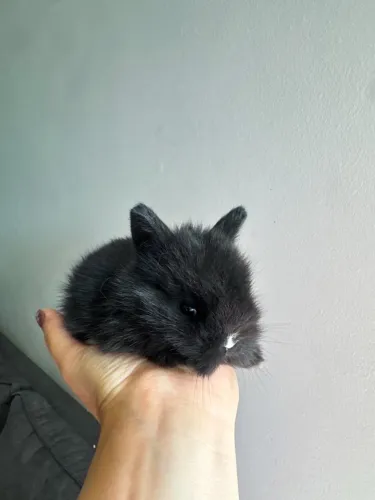 Coelho Netherland Dwarf filhote 