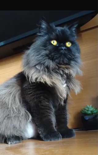 Filhotes de Gato Persa