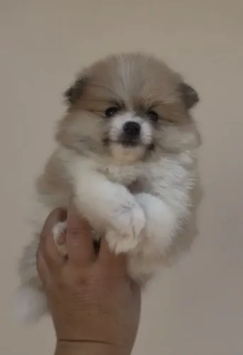 Spitz Alemão Lulu da Pomerânia 