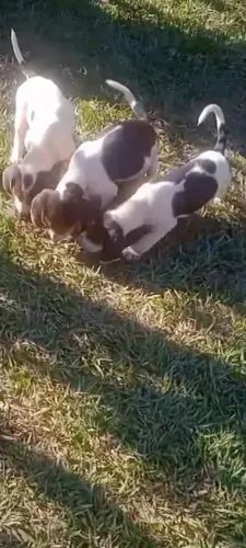 Estou vendendo estes lindos filhotes de beagre com americano