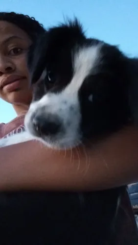 Doa-se cãozinho