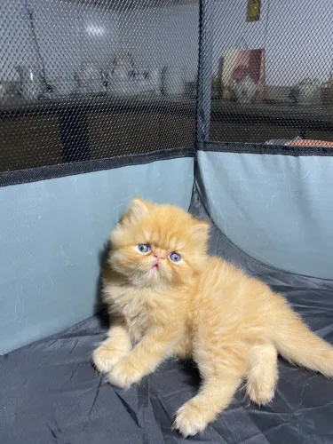 Filhotes de gato persa 