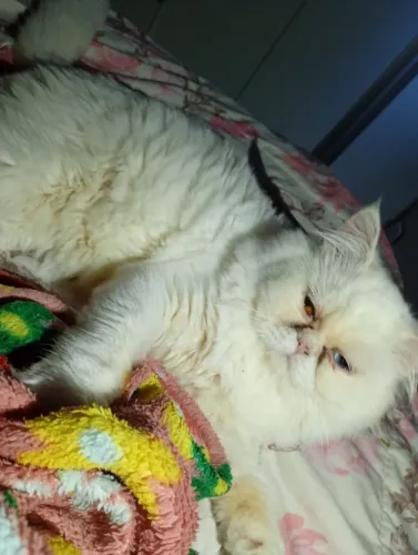 Macho de gato persa