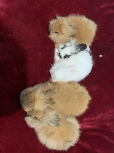 Venda de mini coelho R$70,00