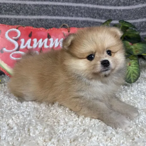 Último machinho disponível! Vem garanti o seu parceiro- Spitz Alemão
