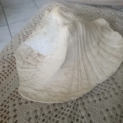 Belíssima concha caramujo gigante.